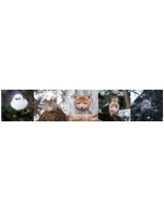 Ossi Saarisen Pyrstötiainen