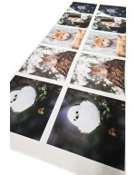 Ossi Saarisen Pyrstötiainen