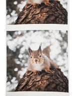 Ossi Saarisen Pyrstötiainen