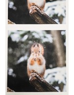 Ossi Saarisen Pyrstötiainen