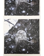 Ossi Saarisen Pyrstötiainen