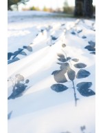 Paulus (2 väriä)